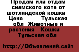 Продам или отдам сиамского кота от шотландской кошки › Цена ­ 500 - Тульская обл. Животные и растения » Кошки   . Тульская обл.